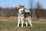 ALASKAN MALAMUTE 821